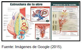 Sectores críticos en el ciclo de vida de la hembra bovina tipo leche; cuidados biotécnicos y manejo para el buen desarrollo, salud, bienestar y productividad - Image 26