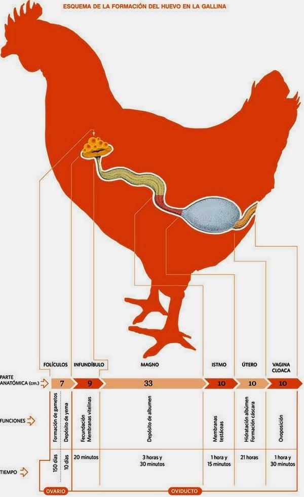 Evaluación de Oleorresina de Achiote como pigmentante natural para la yema de huevo en gallinas de postura - Image 3