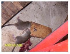 Alternativas para el Censo, Monitoreo y Evaluación de Poblaciones de Roedores Sinatropicos - Image 4