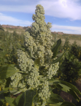 La quinoa (el grano de oro) vs … la agricultura de precisión - Image 1