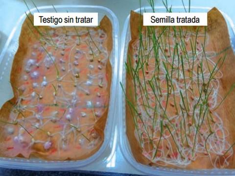 Sanidad de semillas de trigo y cebada: Eslabón clave en el manejo de enfermedades - Image 8