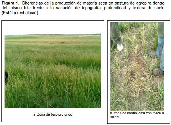Guia práctica para la implantación de las principales pasturas perennes en zona semiárida (pdos. de bahía blanca y cnel. rosales): Pasto Llorón (Eragrostis curvula) y Agropiro Alargado (Thinopyrum ponticum) - Image 1
