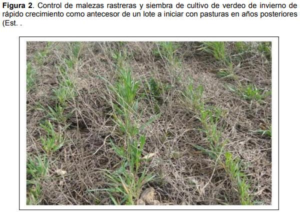 Guia práctica para la implantación de las principales pasturas perennes en zona semiárida (pdos. de bahía blanca y cnel. rosales): Pasto Llorón (Eragrostis curvula) y Agropiro Alargado (Thinopyrum ponticum) - Image 2