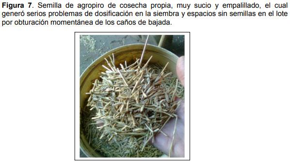 Guia práctica para la implantación de las principales pasturas perennes en zona semiárida (pdos. de bahía blanca y cnel. rosales): Pasto Llorón (Eragrostis curvula) y Agropiro Alargado (Thinopyrum ponticum) - Image 7