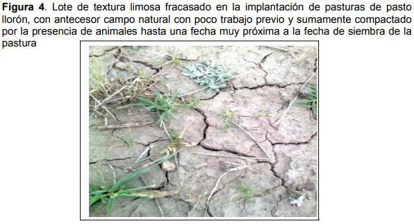 Guia práctica para la implantación de las principales pasturas perennes en zona semiárida (pdos. de bahía blanca y cnel. rosales): Pasto Llorón (Eragrostis curvula) y Agropiro Alargado (Thinopyrum ponticum) - Image 4
