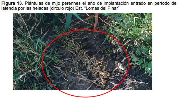 Guia práctica para la implantación de las principales pasturas perennes en zona semiárida (pdos. de bahía blanca y cnel. rosales): Pasto Llorón (Eragrostis curvula) y Agropiro Alargado (Thinopyrum ponticum) - Image 13