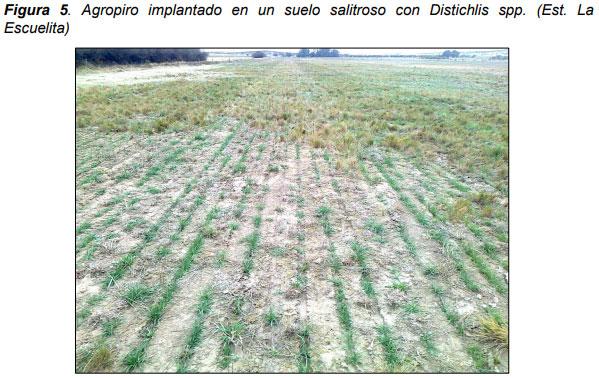 Guia práctica para la implantación de las principales pasturas perennes en zona semiárida (pdos. de bahía blanca y cnel. rosales): Pasto Llorón (Eragrostis curvula) y Agropiro Alargado (Thinopyrum ponticum) - Image 5