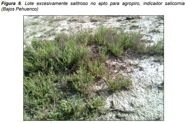 Guia práctica para la implantación de las principales pasturas perennes en zona semiárida (pdos. de bahía blanca y cnel. rosales): Pasto Llorón (Eragrostis curvula) y Agropiro Alargado (Thinopyrum ponticum) - Image 6