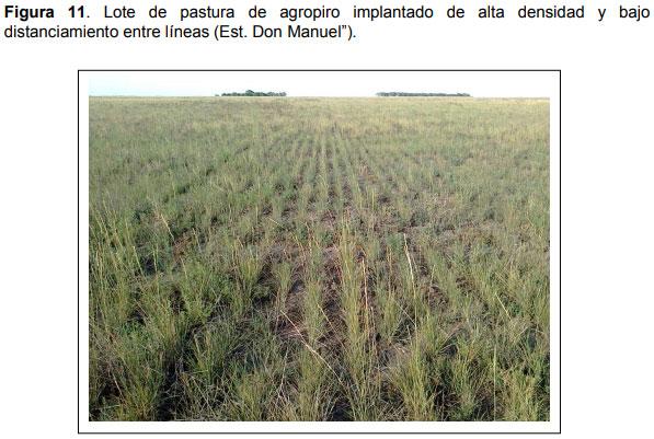 Guia práctica para la implantación de las principales pasturas perennes en zona semiárida (pdos. de bahía blanca y cnel. rosales): Pasto Llorón (Eragrostis curvula) y Agropiro Alargado (Thinopyrum ponticum) - Image 11