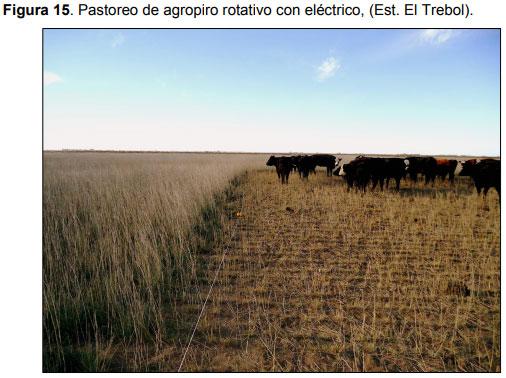 Guia práctica para la implantación de las principales pasturas perennes en zona semiárida (pdos. de bahía blanca y cnel. rosales): Pasto Llorón (Eragrostis curvula) y Agropiro Alargado (Thinopyrum ponticum) - Image 15