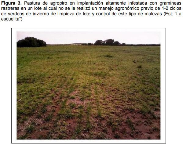 Relevamiento de calidad de semilla de mijo perenne (Panicun coloratum) en la zona de bahía blanca para el ajuste de las densidades de siembra en los sistemas regionales - Image 3