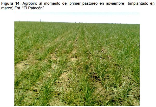 Relevamiento de calidad de semilla de mijo perenne (Panicun coloratum) en la zona de bahía blanca para el ajuste de las densidades de siembra en los sistemas regionales - Image 14