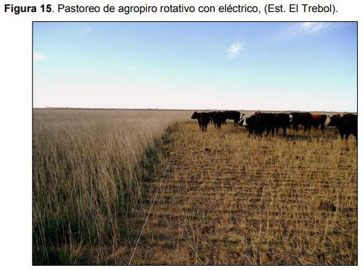 Relevamiento de calidad de semilla de mijo perenne (Panicun coloratum) en la zona de bahía blanca para el ajuste de las densidades de siembra en los sistemas regionales - Image 15