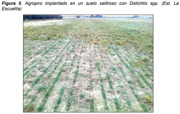 Relevamiento de calidad de semilla de mijo perenne (Panicun coloratum) en la zona de bahía blanca para el ajuste de las densidades de siembra en los sistemas regionales - Image 5