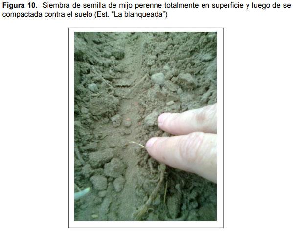 Relevamiento de calidad de semilla de mijo perenne (Panicun coloratum) en la zona de bahía blanca para el ajuste de las densidades de siembra en los sistemas regionales - Image 10