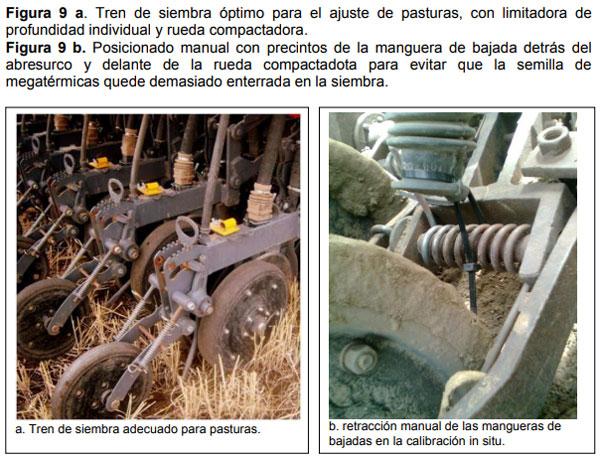 Relevamiento de calidad de semilla de mijo perenne (Panicun coloratum) en la zona de bahía blanca para el ajuste de las densidades de siembra en los sistemas regionales - Image 9