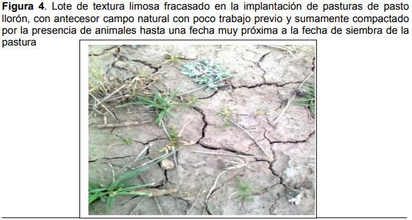 Relevamiento de calidad de semilla de mijo perenne (Panicun coloratum) en la zona de bahía blanca para el ajuste de las densidades de siembra en los sistemas regionales - Image 4