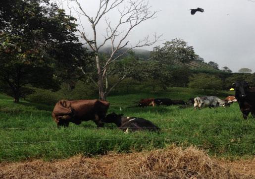 Parametros tecnicos del 2013 a 2018 en ganaderías de leche especializada en zona cafetera del Departamento de Caldas - Image 3