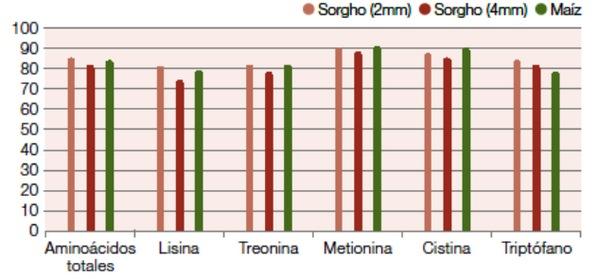 Las ventajas del Sorgo Granífero para la alimentación de monogástricos - Image 2