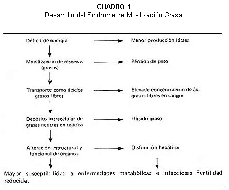 Síndrome de movilización grasa en vacas lecheras - Image 1