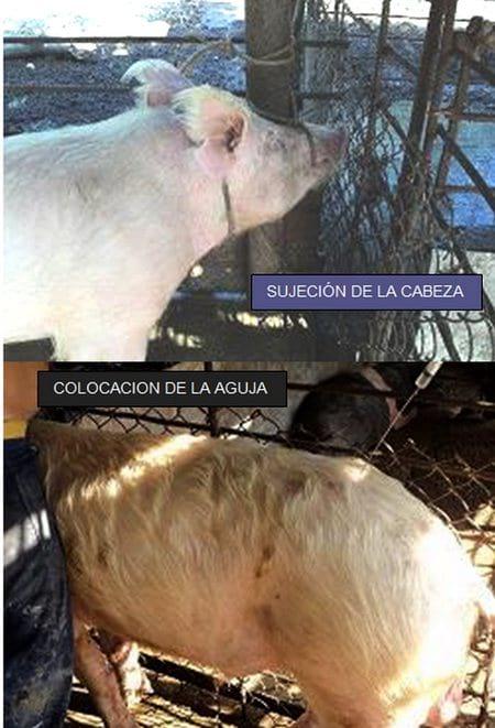 Anestesia Epidural en cerdos Adultos (Comunicación de una experiencia) - Image 1