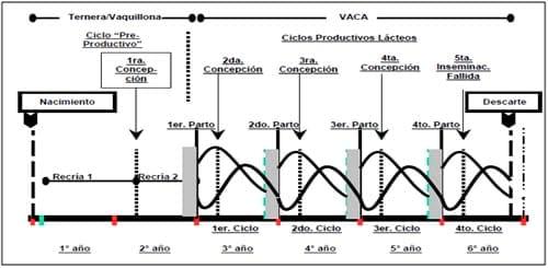 Vida productiva de vaca lechera - Image 1