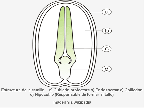 El poder que hay en una sola semilla - Image 8