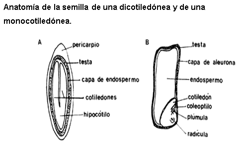 El poder que hay en una sola semilla - Image 5