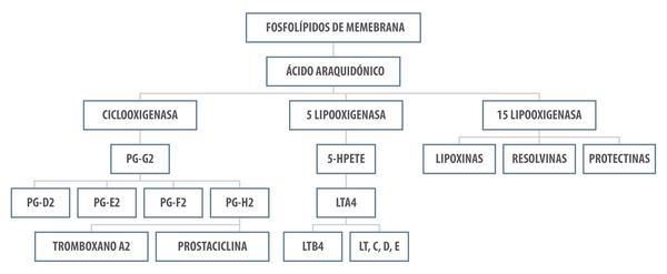 ¿Inflamarse o no inflamarse? Esa es la cuestión. Una actualización sobre las bases inmunológicas de la inflamación y su impacto en la salud animal - Image 5