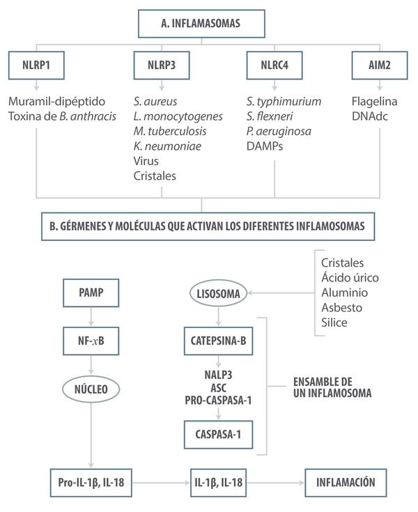 ¿Inflamarse o no inflamarse? Esa es la cuestión. Una actualización sobre las bases inmunológicas de la inflamación y su impacto en la salud animal - Image 2