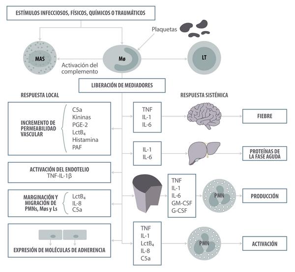 ¿Inflamarse o no inflamarse? Esa es la cuestión. Una actualización sobre las bases inmunológicas de la inflamación y su impacto en la salud animal - Image 1