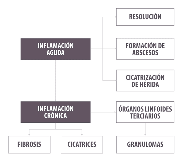 ¿Inflamarse o no inflamarse? Esa es la cuestión. Una actualización sobre las bases inmunológicas de la inflamación y su impacto en la salud animal - Parte 2 - Image 5
