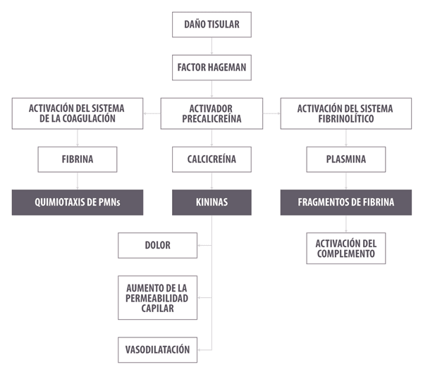 ¿Inflamarse o no inflamarse? Esa es la cuestión. Una actualización sobre las bases inmunológicas de la inflamación y su impacto en la salud animal - Parte 2 - Image 1