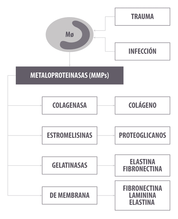 ¿Inflamarse o no inflamarse? Esa es la cuestión. Una actualización sobre las bases inmunológicas de la inflamación y su impacto en la salud animal - Parte 2 - Image 2