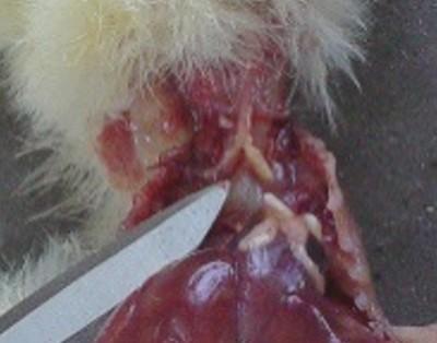 Calidad de pollito: Arranque fundamental - Evaluacion de mortalidad 5 dias - Image 8