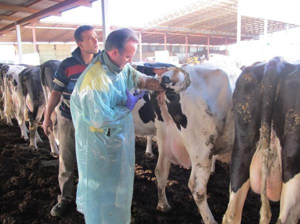 Revisión sobre inseminación artificial - Image 4