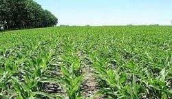 La siembra tardía de maíz - Image 1