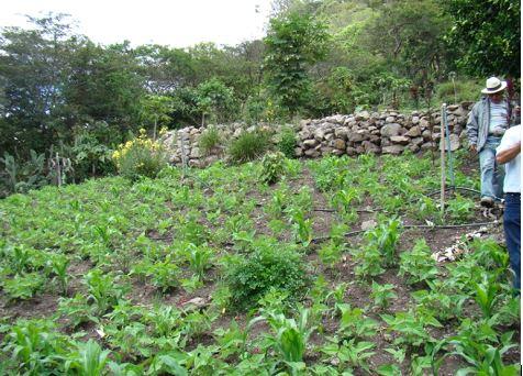 Dialogando con la huerta ancestral en Loja para el manejo de la humedad y fertilidad - Image 16