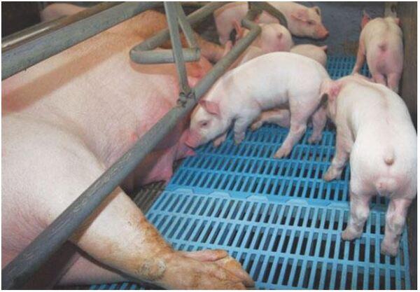 Hacia la producción porcina de calidad - Image 1