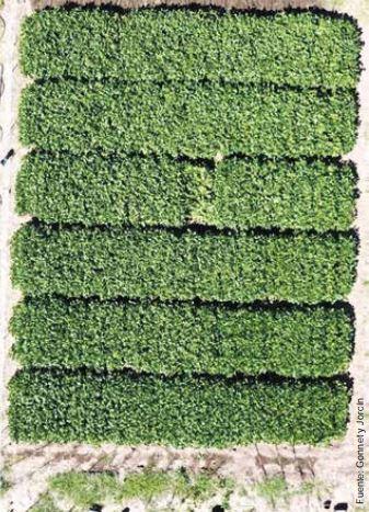 Cosecharás tu siembra. Aporte del vigor y la calibración de las semillas al rendimiento de grano - Image 8