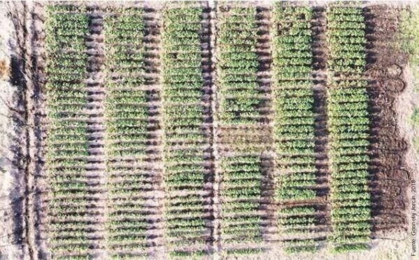 Cosecharás tu siembra. Aporte del vigor y la calibración de las semillas al rendimiento de grano - Image 7