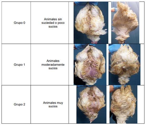 Procedimiento para la deteccion post-mortem de insuficiente bienestar animal en explotaciones de pollos de engorde y actuaciones de la autoridad competente - Image 4