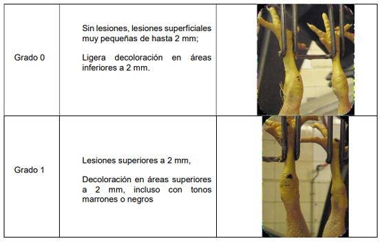 Procedimiento para la deteccion post-mortem de insuficiente bienestar animal en explotaciones de pollos de engorde y actuaciones de la autoridad competente - Image 2