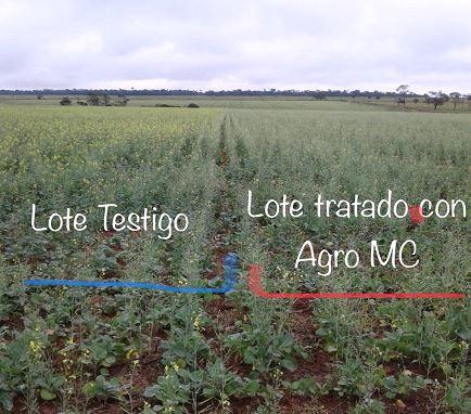 Sistema de producción a partir del concepto de Trofobiosis mediante el uso de insumos biológicos en cultivos de manejo tradicional - Image 6