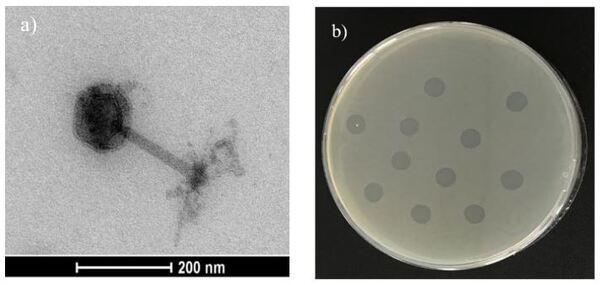Autofagos: una medida para el control de Salmonella en Avicultura - Image 3