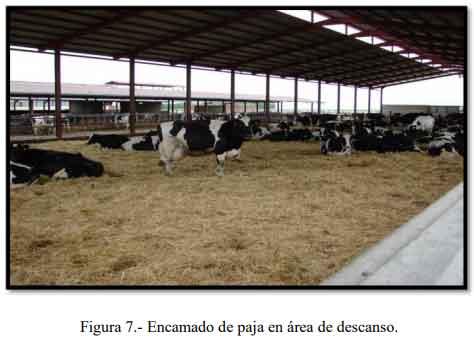 Tecnificación de fincas ganaderas con prácticas sostenibles “diseño de instalaciones para un sistema de manejo semiestabulado en fincas ganaderas de pequeños productores” - Image 7