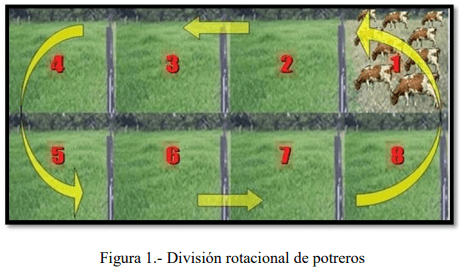 Tecnificación de fincas ganaderas con prácticas sostenibles “diseño de instalaciones para un sistema de manejo semiestabulado en fincas ganaderas de pequeños productores” - Image 1