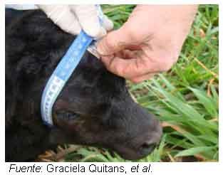 ¿Es conveniente que las vaquillonas paran gordas? - Image 6