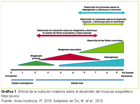 ¿Es conveniente que las vaquillonas paran gordas? - Image 1