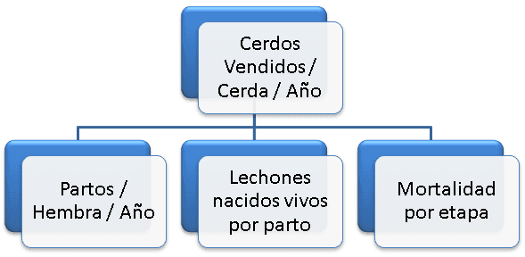 ¿Por qué no alcanzamos los 3,000 kgs de carne vendidos por cerda año? - Image 3